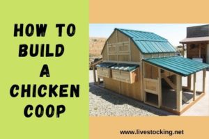 How to Build a Chicken Coop