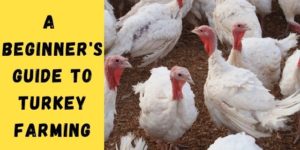 A Beginner’s Guide to Turkey Farming