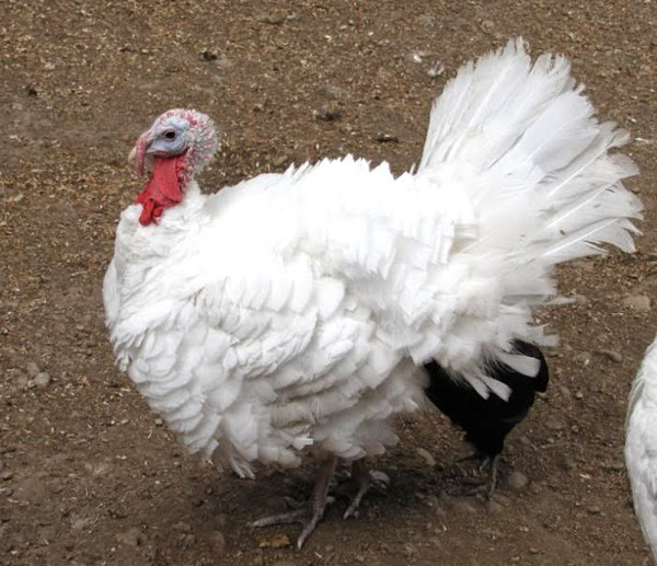 Beltsville Small White Turkey