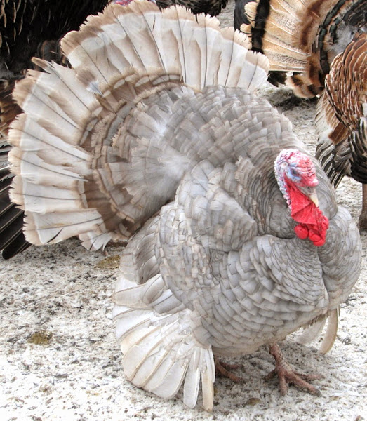 Blue Slate Turkey