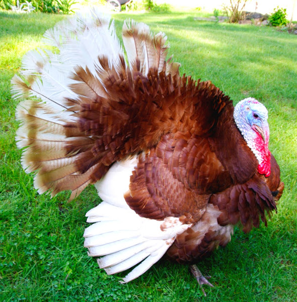 Bourbon Red Turkey