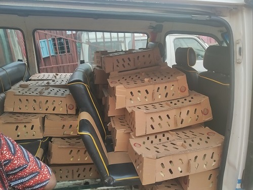 Day Old Chicks in vehicle