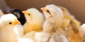 Day Old Chicks Price Today & Where to Buy