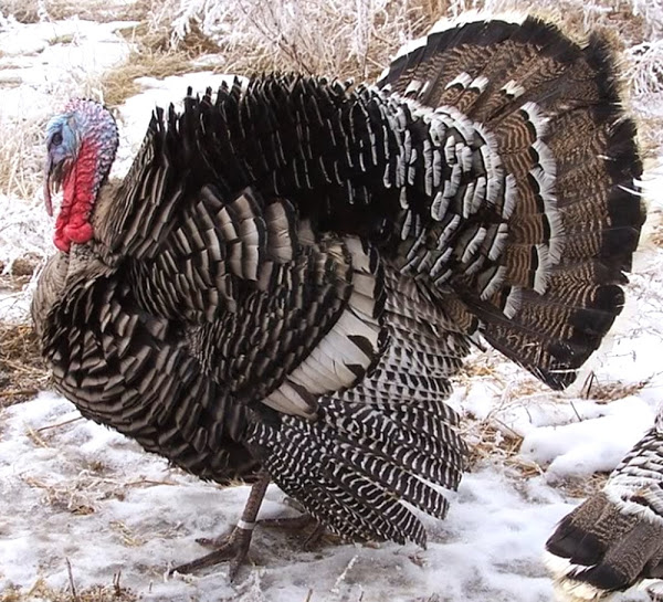 Narragansett Turkey