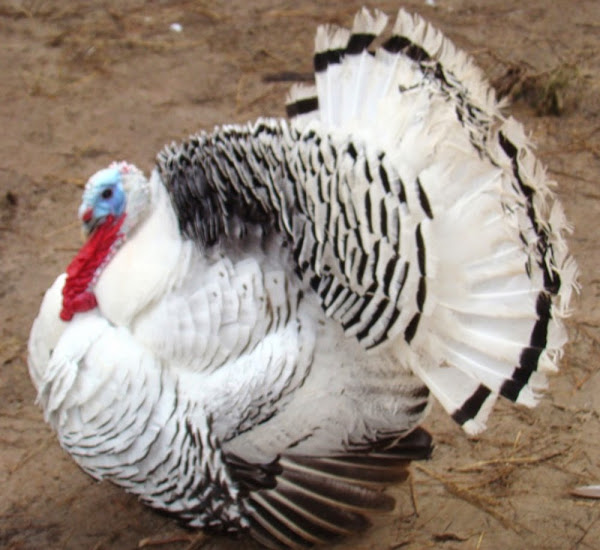 Royal Palm Turkey