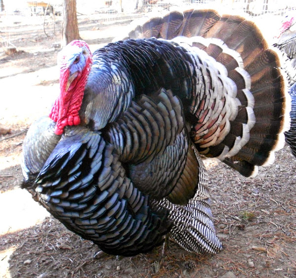 Standard Bronze Turkey