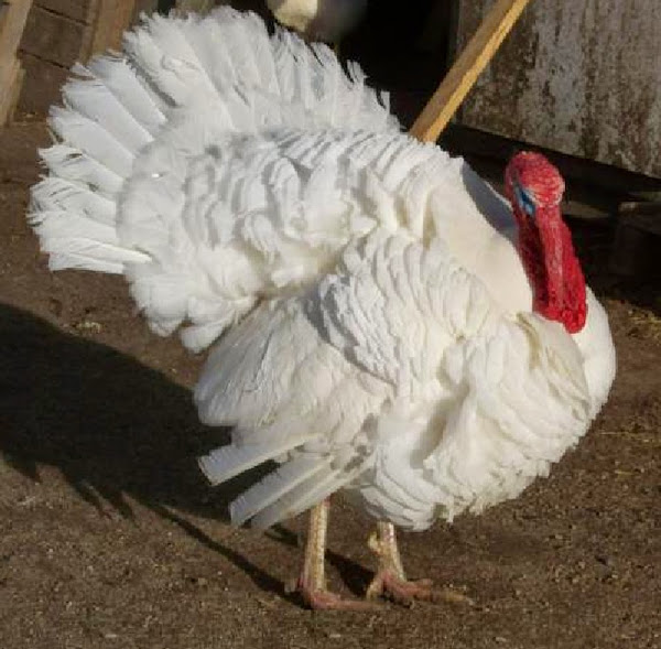 White Holland Turkey