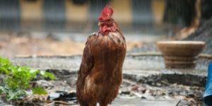 Poultry Diseases that are Rampant in the Cold or Wet Season