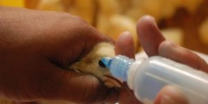 How to Vaccinate Chickens, Turkeys & Other Poultry Birds