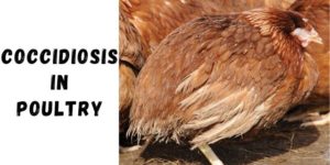 Coccidiosis in Poultry: Signs, Control & Prevention