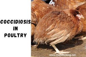 Coccidiosis in poultry