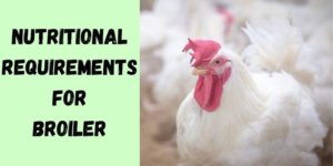 Nutritional Requirements of Broilers