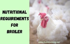 Nutritional Requirements for Broiler