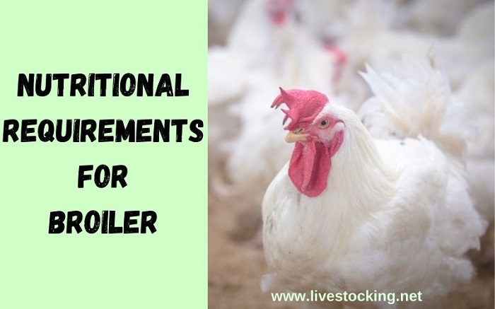 Nutritional Requirements for Broiler