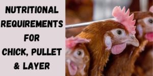 The Nutritional Requirements of Chick, Pullet & Layer