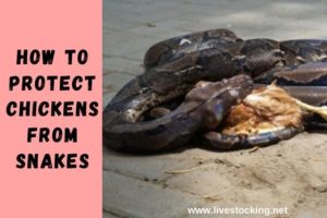 How to Protect Chickens from Snakes