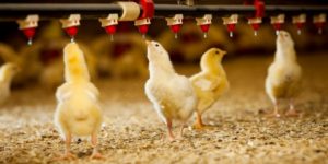 Water Consumption Rates/Levels for Layers & Broilers