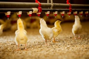 Water Consumption Rates/Levels for Layers & Broilers