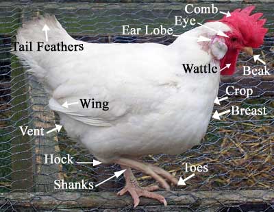 external parts of chickens