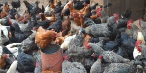 Kienyeji Chicken Feeding Program & Feed Formulation