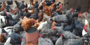 Vaccination Schedule for KARI Improved Kienyeji Chicken