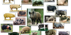 The Breeds of Pigs