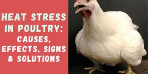 Heat Stress in Poultry: Causes, Effects, Signs & Solutions