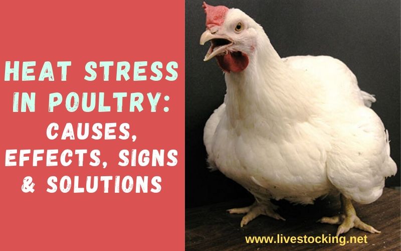 Heat Stress in Poultry