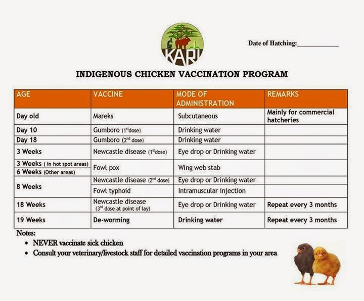 Chicks Vaccination Chart