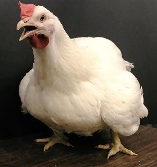heat stress in poultry