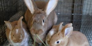 Sample Feed Formula for Rabbits