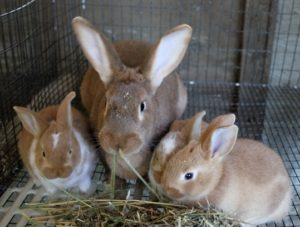 New Zealand Rabbit Breed