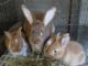 Sample Feed Formula for Rabbits - Livestocking