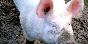 Large White Pig: Facts & Characteristics