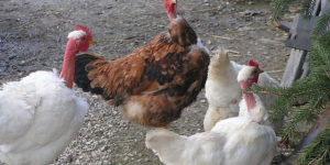 Brief Facts about Nigerian Indigenous (Local) Chickens