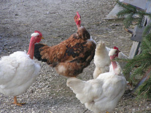 Naked-Neck Chickens