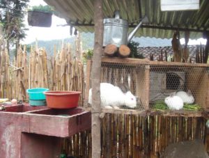 backyard rabbit cage