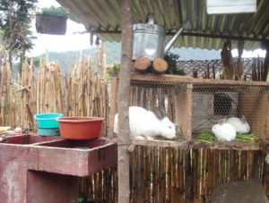 backyard rabbit cage