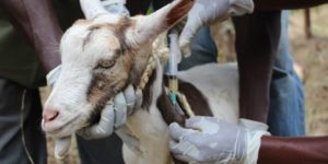 Vaccination Programme / Schedule for Goat, Sheep & Cattle