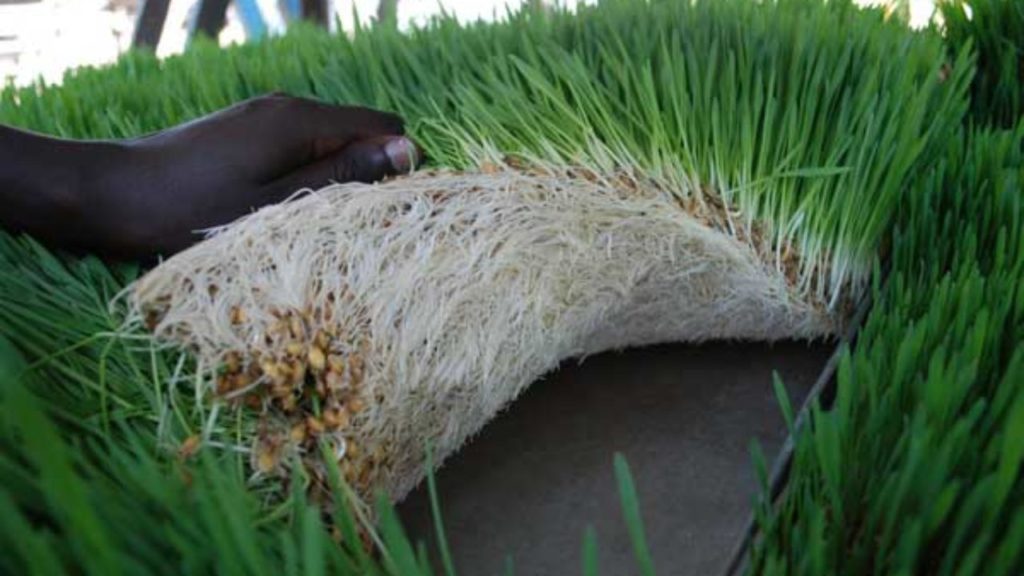 hydroponic fodder