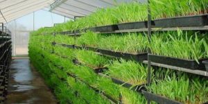 What is Hydroponic Fodder and How Can It Be Grown?