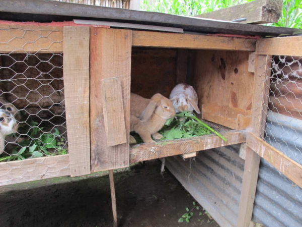 A Beginner's Guide to Rabbit Farming [eBook Included]