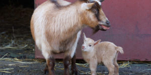 Pygmy Goat: Brief History and Characteristics