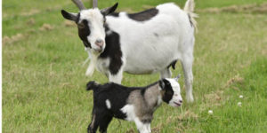 4 Important Tips on Raising Pygmy Goats