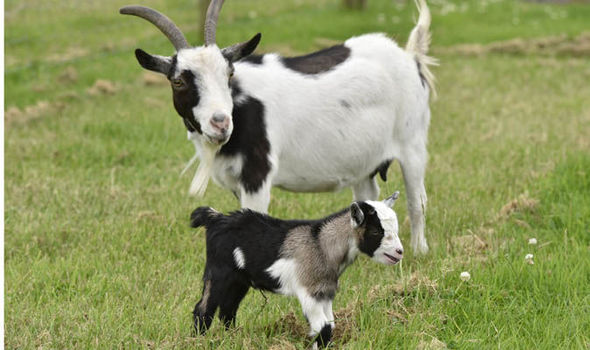 Pygmy Doe With Kid