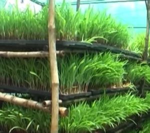 What is iHydroponici iFodderi How Can It Be Grown 