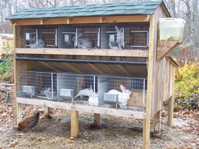 typical rabbit hutch