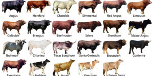 List of Cattle Breeds & Cow Breeds in the World