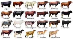 Cattle breeds image