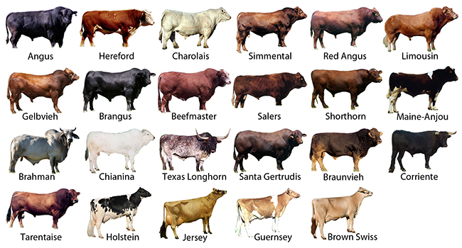 Dairy Cow Chart